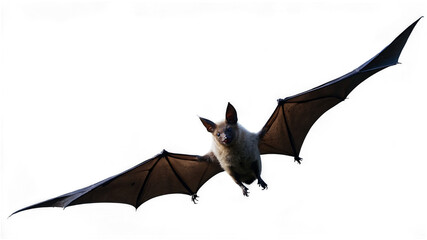 Stunning Isolated Image of a Flying Bat on a Transparent Background for Use in Documentaries and Educational Materials