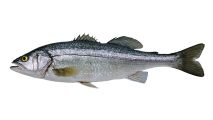High-Quality Image of Fresh Sea Bass Fish Isolated on Transparent Background for Culinary and Marketing Use