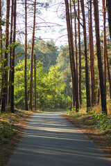 Obraz premium Road through the woods. Road through firs