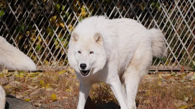 Two white arctic wolves engage in playful fighting, moving gracefully towards the viewer in slow motion. Their interactions showcase the beauty and power of these majestic creatures