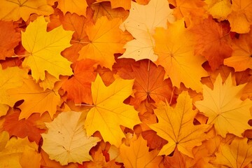 Fototapeta premium Vibrant yellow, orange leaves scattered, capturing essence of autumn.