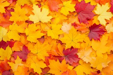 Colorful autumn leaves in vibrant shades of red, orange, and yellow.