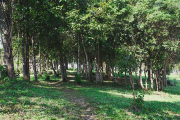 Fototapeta premium Green nature calming summer warm day. Scenic forest of fresh green deciduous trees, recreational landscape
