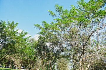 Fototapeta premium Green nature calming summer warm day. Scenic forest of fresh green deciduous trees, recreational landscape