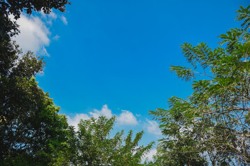 Obraz premium Green nature calming summer warm day. Scenic forest of fresh green deciduous trees, recreational landscape