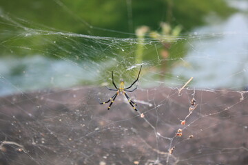 Female Golden Orbweaver Spider in the Forest of Jeju Korea