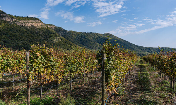 Vibrant vineyard rows in Kakheti, the heart of Georgian winemaking