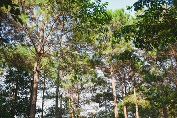 Fototapeta premium Green nature calming summer warm day. Scenic forest of fresh green deciduous trees, recreational landscape