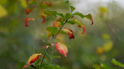 autumn leaves in the forest