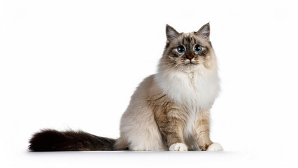 Fototapeta premium Ragamuffin cat sitting on white background.