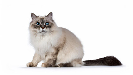 Obraz premium Ragamuffin cat sitting on white background.
