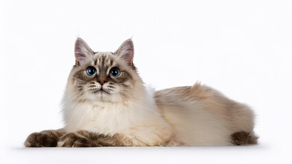 Obraz premium Ragamuffin cat lying on white background.