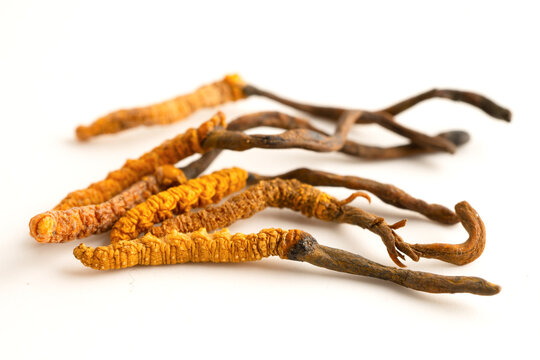 Cordyceps sinensis or Ophiocordyceps sinensis isolated on white background, mushroom herb treatment medicine.
