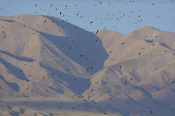 Black kites during migration in Mongolia