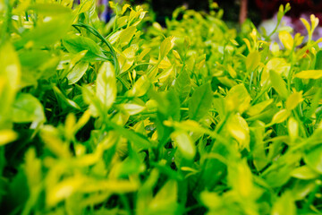 green grass background