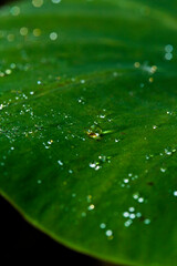 water drops on leaf