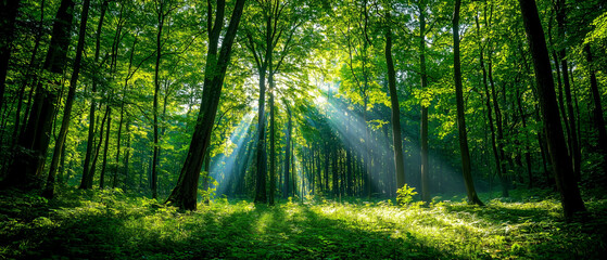Obraz premium Sunlight beams through dense forest, illuminating lush greenery and creating serene atmosphere. vibrant foliage and tranquil setting evoke sense of peace and natural beauty
