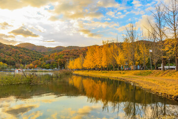 Fototapeta premium Autumn morning scenery of Mungwang Reservoir in Goesan-myeon, Chungcheongbuk-do, Korea, where ginkgo trees are colored yellow.
