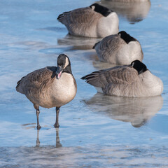 Fototapeta premium Yawning Canada goose on a frozen river