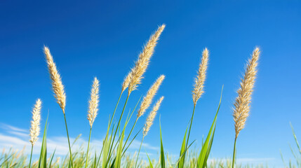 Obraz premium Macro shot of flora, Golden grass swaying under clear blue sky, creating serene landscape