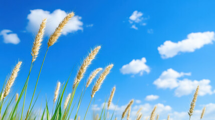 Macro shot of flora, Golden grass swaying under bright blue sky with fluffy clouds. serene landscape evokes sense of peace and tranquility