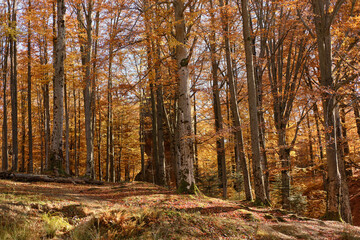 Fototapeta premium Beautiful fall forest in the Carpathian mountains.