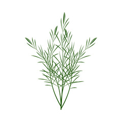 Fototapeta premium A bunch of rosemary. Part of my color flat set of 15 best herbs for cooking. Greenery on a white. Herbs for meat, fish, drinks and cocktails. Used dev, app, design, web, ui, advertising.Vector 10 EPS