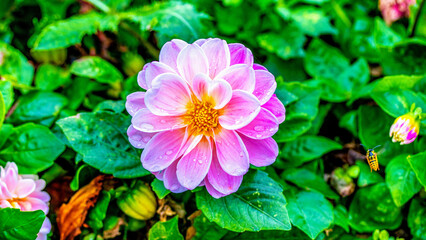 dahlias, flower, dhalien, blume © Peter PossArt