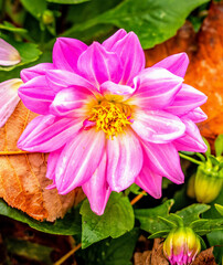 Fototapeta premium dahlias, flower, dhalien, blume