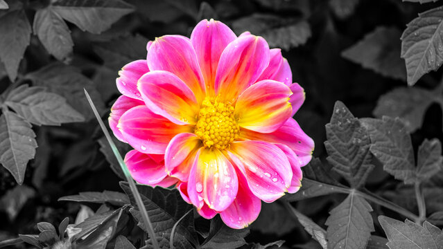 dahlias, flower, dhalien, blume