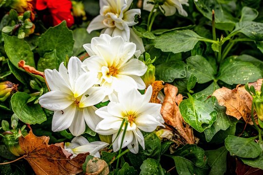 dahlias, flower, dhalien, blume