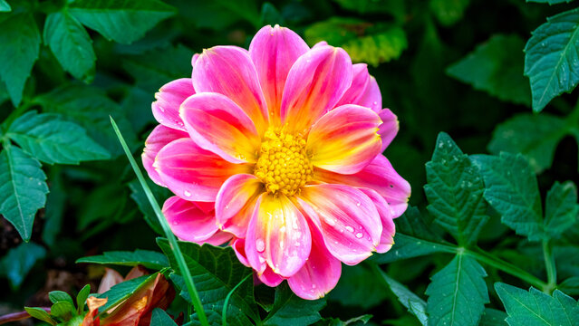 dahlias, flower, dhalien, blume