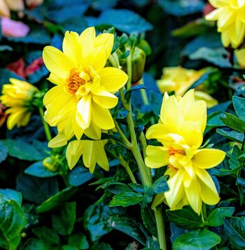 dahlias, flower, dhalien, blume