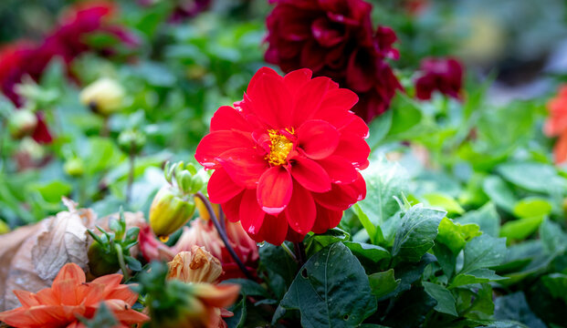 dahlias, flower, dhalien, blume