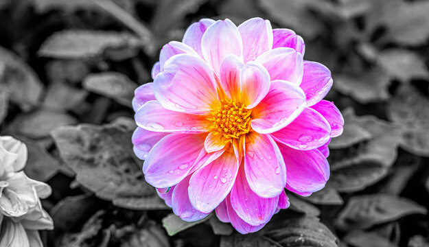 dahlias, flower, dhalien, blume