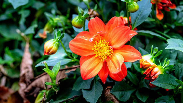 dahlias, flower, dhalien, blume