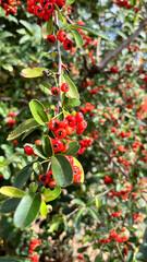 small red berries