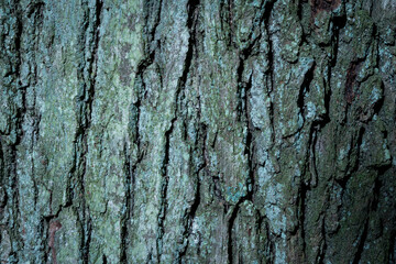 Obraz premium Close-up of tree bark with deep grooves and ridges, highlighting natural textures and patterns. Perfect for ad creators or presentations seeking nature-inspired visuals and themes.