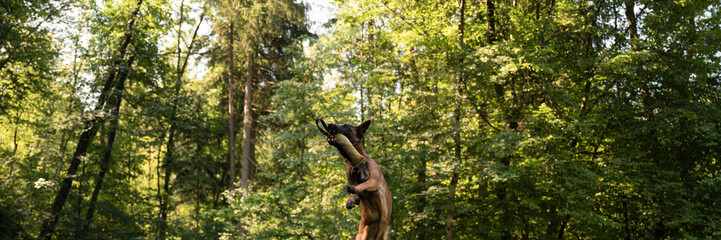 Obraz premium Belgian malinois shepherd dog leaping in forest play