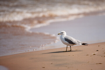 Lone Ring-billed gull watches silently as the waves move on and off the  Lake Michigan shoreline...