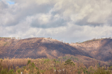 Fototapeta premium Landscape with burnt trees following the forest fires in Portugal in September 2024, Limit Edge where the fire stopped spreading, Melres, municipality of Gondomar, Porto, Norte, Portugal
