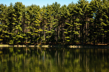 Obraz premium Reflections of the pines along the shoreline of the small lake at Hartman Creek State Park, Waupaca, Wisconsin in early May