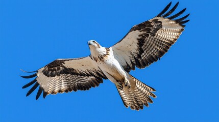 Obraz premium Majestic Eagle Soars Gracefully Across Clear Blue Sky