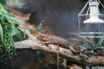 A relaxed iguana basking among autumn foliage in a tranquil corner of Strasbourg, France, capturing seasonal serenity