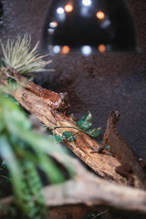Fototapeta premium Lizards basking under warm light among vibrant greenery in autumn in Strasbourg, showcasing nature's beauty and tranquility