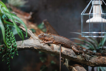 Autumn day in Strasbourg, France, as vibrant foliage contrasts with a tranquil lizard basking on a sunlit branch