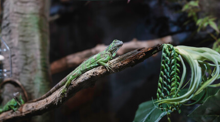 A vibrant green lizard resting on a branch adorned with autumn leaves in the serene beauty of...