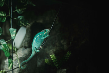 A vibrant chameleon elegantly climbs a vine in a lush, autumn setting in Strasbourg, revealing...