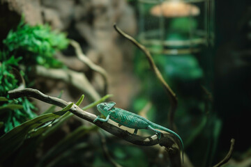 A vibrant chameleon resting on a branch amidst lush greenery in Strasbourg during the enchanting autumn season