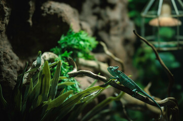 Chameleons basking under warm autumn light in the lush greenery of Strasbourg, France’s vibrant natural habitat